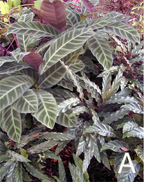 Arrangement of Calatheas