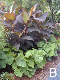 Giant Hardy Begonia and Canna foliage