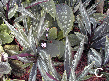Kaempferia foliage and flowers