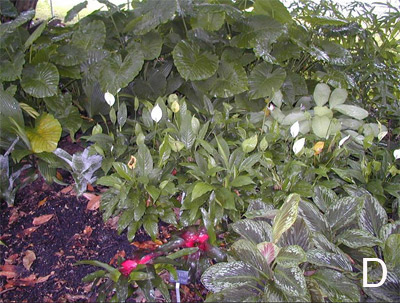 Alocasia gagaena, Peace Lily, Calathea,"Silver Plate", and Cornukaempferia "Jungle Gold"