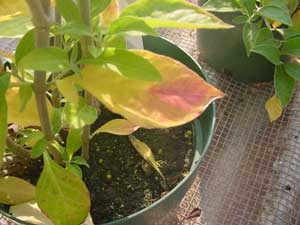 Potted celosia with chlorosis in the lower leaves