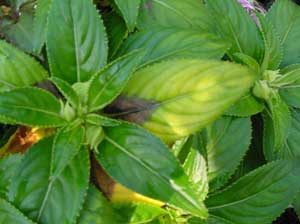 Impatiens plant with necrotic lesions on some of the leaves