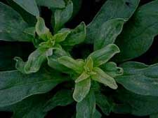 Dark photo of plant foliage
