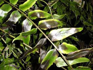 Leaves with waxy reflective surface