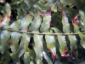 fern with foliar necrosis affecting the tips of the leaves