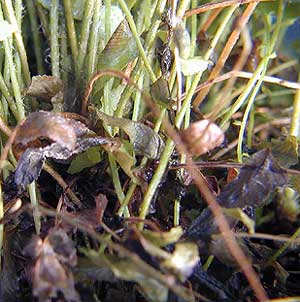 Close-up photo of foliar necrosis and damaged fronds