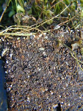 damaged roots in soil