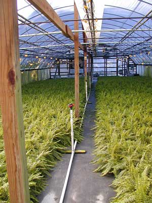 greenhouse full of potted ferns on the floor