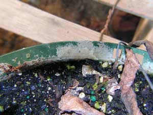 white crust on rim of plant pot