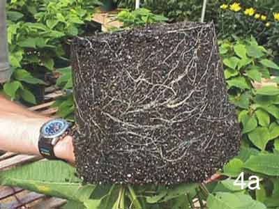 Ball of healthy but underdeveloped roots