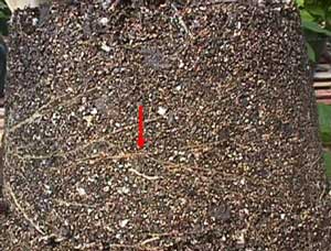 Close-up photo showing brown/diseased roots