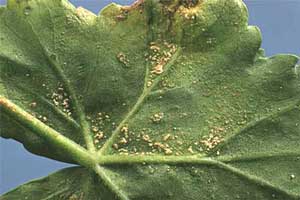 Underside of a geranium leaf with corky blisters