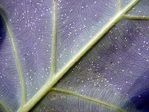 Close-up photo of whitefly larvae under leaf.