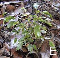 Ficus benjamina 'Midnight' plant