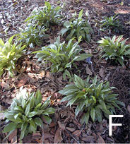 Spathiphyllum 'Petite' plants