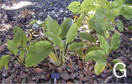Calathea 'Ice Blue' plants