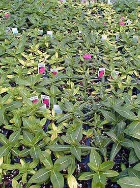 chlorotic plants and leaves on vinca