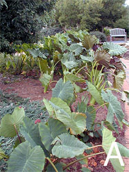 Trial garden area in full sun