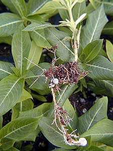 Plant with J hook stem and roots