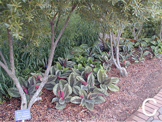 Trial garden area in part shade