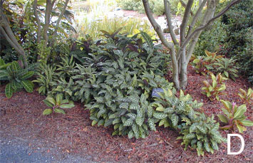 Trial garden area in full shade