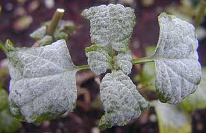 Macro photo of powdery mildew covering leaves