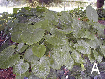 Alocasia gagaena