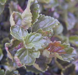 Macro photo of necrotic lesions on leaves