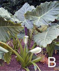 Alocasia "Williams Hybrid"