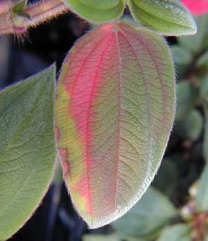 Leaf with green and red coloring