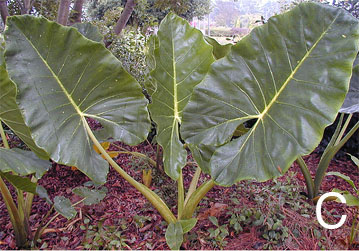 Alocasia "New Guinea Gold"