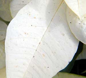 White poinsettia foliage with small brown specks