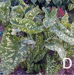 Alocasia "Hilo Beauty"