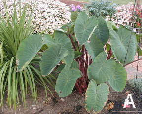 Colocasia "Red Stem"