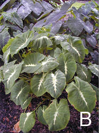 Colocasia "Black Magic" and Colocasia nancyana