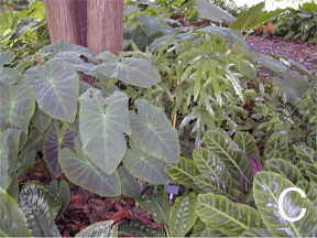 Colocasia illustris
