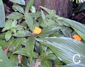 Costus amazonicus foliage and flowers.