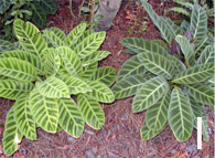 Calathea 'Zebrina' and C. tigrinum foliage