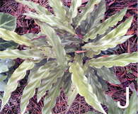 Calathea rubifarba foliage