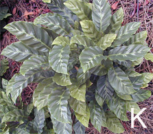 Calathea albertii foliage