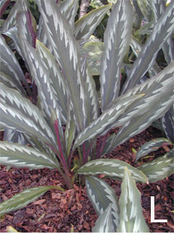 Kaempferia 'Raven' foliage