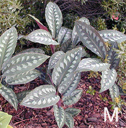Kaempferia 'Silver Diamonds' foliage