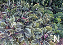 Cornukaempferia 'Jungle Gold' foliage