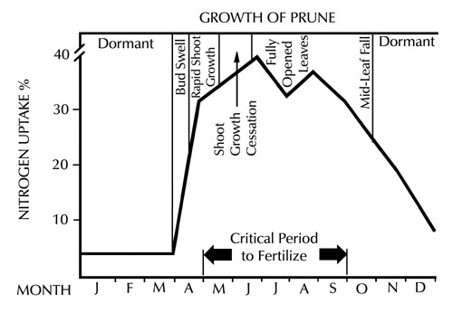 graph showing relationship between nitrate uptake efficiency of nonbearing prune trees and their growth cycle. They are dormant during winter with highest growth in June to July and September