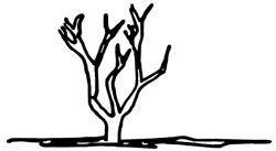 crape myrtle shrub with branches pruned away