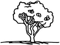 crape myrtle with thick foliage