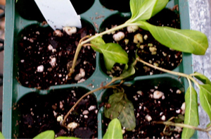Figura 1. Síntomas de marchitamiento y ahogamiento causadas por la pudrición Rhizoctonia en vinca anual. [Foto: A. Martinez]