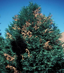 Figura 11. Muerte de las ramas de <ciprés Leyland> causadas por Seiridium canker. [Foto: J. Williams-Woodward]” width=”275″ /> <strong>Figura 11.</strong> Muerte de las ramas de {ciprés Leyland} causadas por Seiridium canker. [Foto: J. Williams-Woodward]</div>
<p>Esta enfermedad es prevalente particularmente en plantas de ciprés {Leyland} dañadas por sequía durante periodos cálidos. La enfermedad es causada por el hongo <em>Seiridium unicorne</em>.</p>
<h4>Síntomas:</h4>
<p>Amarillamiento y marchitamiento del follaje viejo y la muerte de las ramitas y ramas. Gangrenas alargadas de un color rojizo se desarrollan en las heridas de la corteza, la corteza se vuelve de color oscuro y produce una gran cantidad resina que se exuda en los márgenes de las gangrenas. La infección puede ocurrir en cualquier parte del árbol y en cualquier etapa de crecimiento. Los árboles lucen ralos y sin muchas ramas.</p>
<h4>Estrategias de Manejo:</h4>
<ul>
<li>Las plantas sometidas a estrés por sequía o calor son particularmente susceptibles a la enfermedad.</li>
<li>No hay otro control más efectivo que el podar las ramas afectadas.</li>
<li>Los árboles deben ser irrigados durante las temporadas de sequía para reducir el desarrollo de la enfermedad.</li>
<li>No hay fungicidas efectivos una vez que la infección se ha establecido en el árbol.</li>
</ul>
<h3 class=