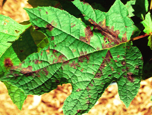 Figura 12. Manchas angulares y de color púrpura se desarrollan a lo largo de las venas causadas por bacteria de una Hortensia hoja de roble. [Foto: J. Williams-Woodward]