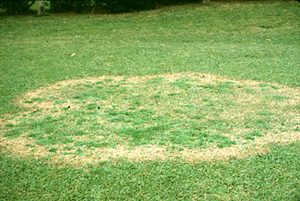 Figura 16. Infección por <em>Rhizoctonia solani</em> en el pasto zoysia. [Foto: L. Burpee]” width=”300″ /> <strong>Figura 16.</strong> Infección por <em>Rhizoctonia solani</em> en el pasto zoysia. [Foto: L. Burpee]</div>
<div class=